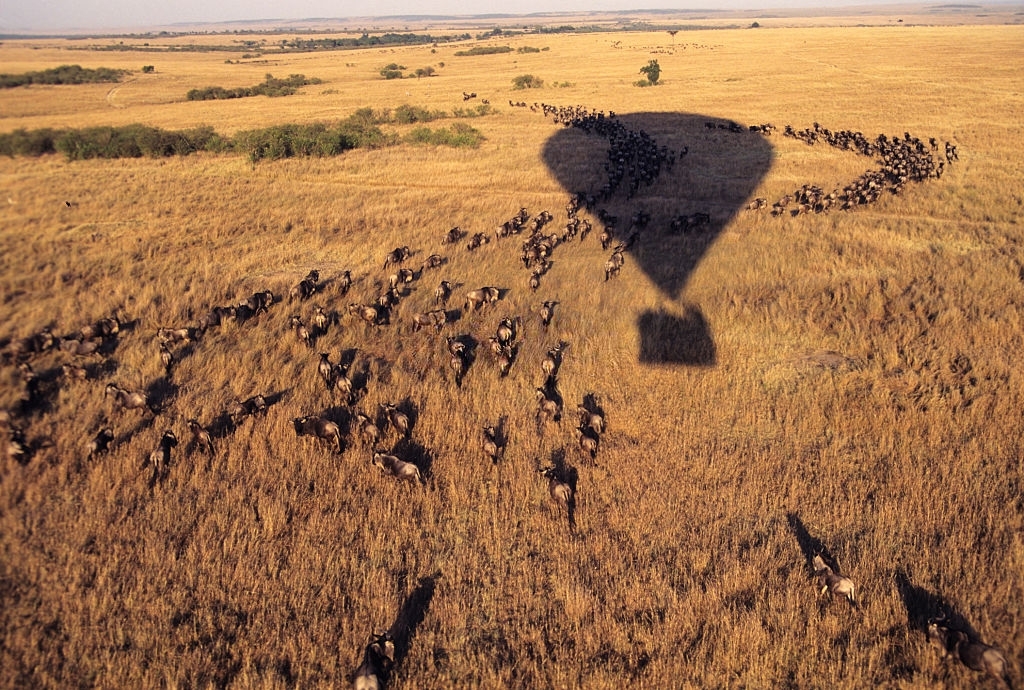 Masai Mara Wildebeests migration